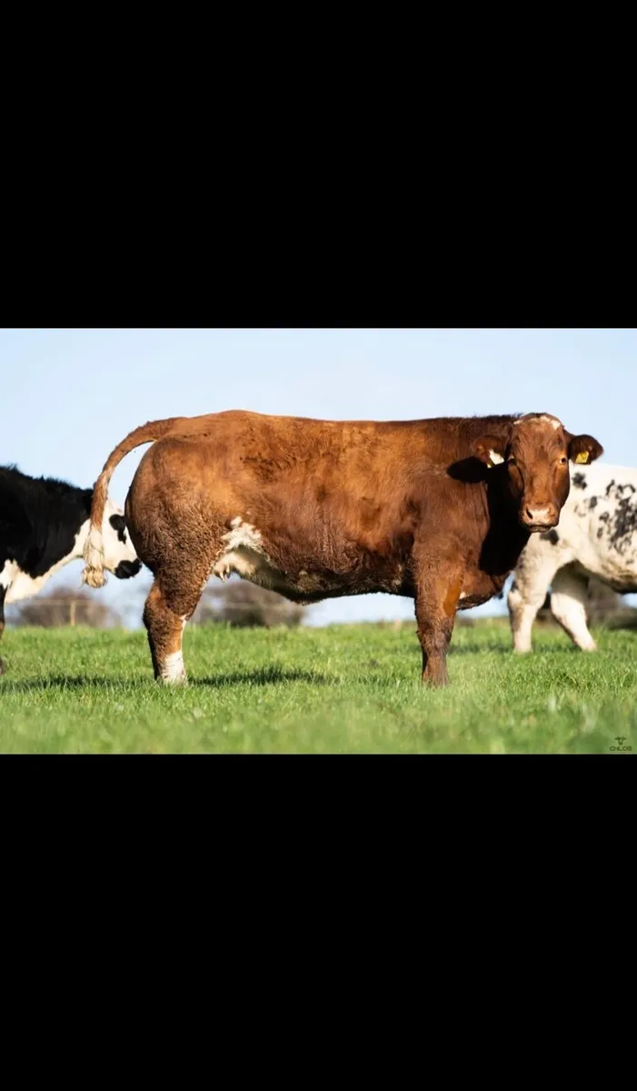 2 show quality belgian blue breeding heifers - Image 4