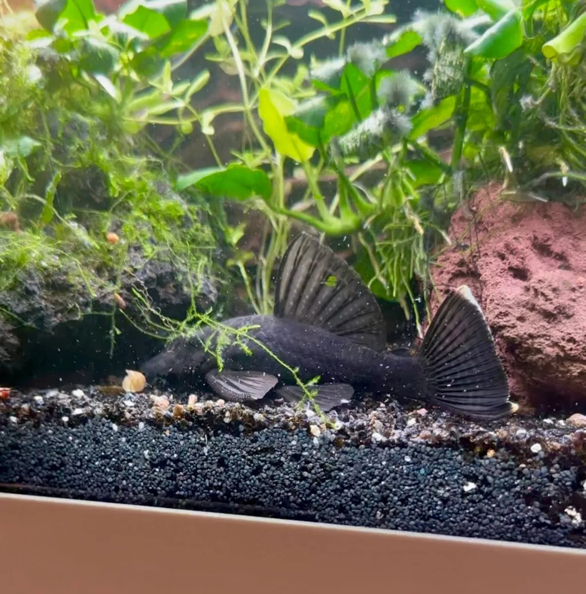 Starlight Pleco: 5 adult fishes - Image 1