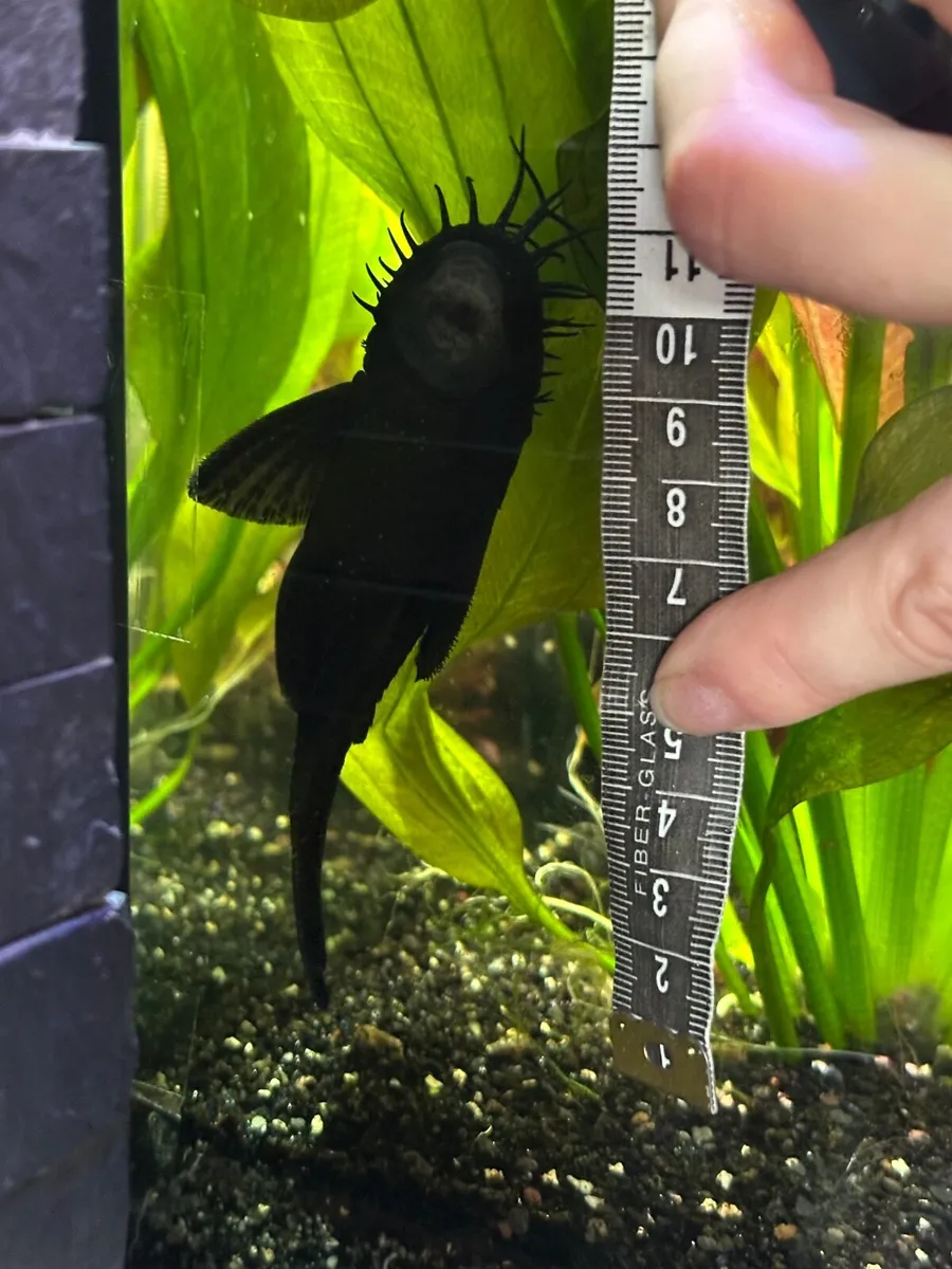 Starlight Pleco: 5 adult fishes - Image 3