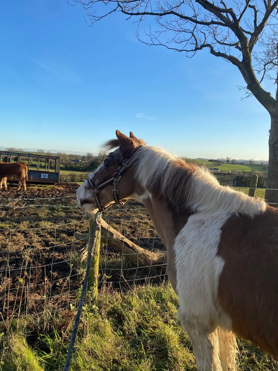 Gelding 11.3hh - Image 1