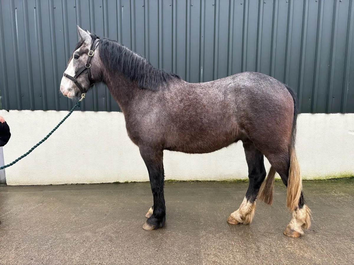 Rising 4yo RID X Cob Gelding - Image 1