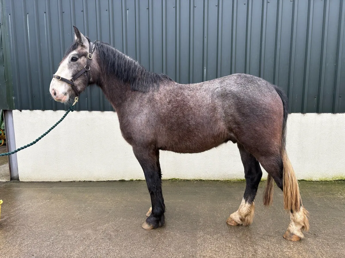 Rising 4yo RID X Cob Gelding - Image 3