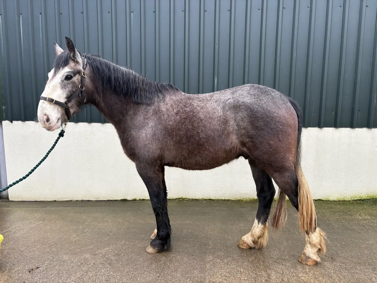 Rising 4yo RID X Cob Gelding - Image 4