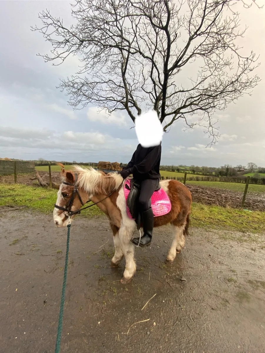 Gelding 11.3hh - Image 2