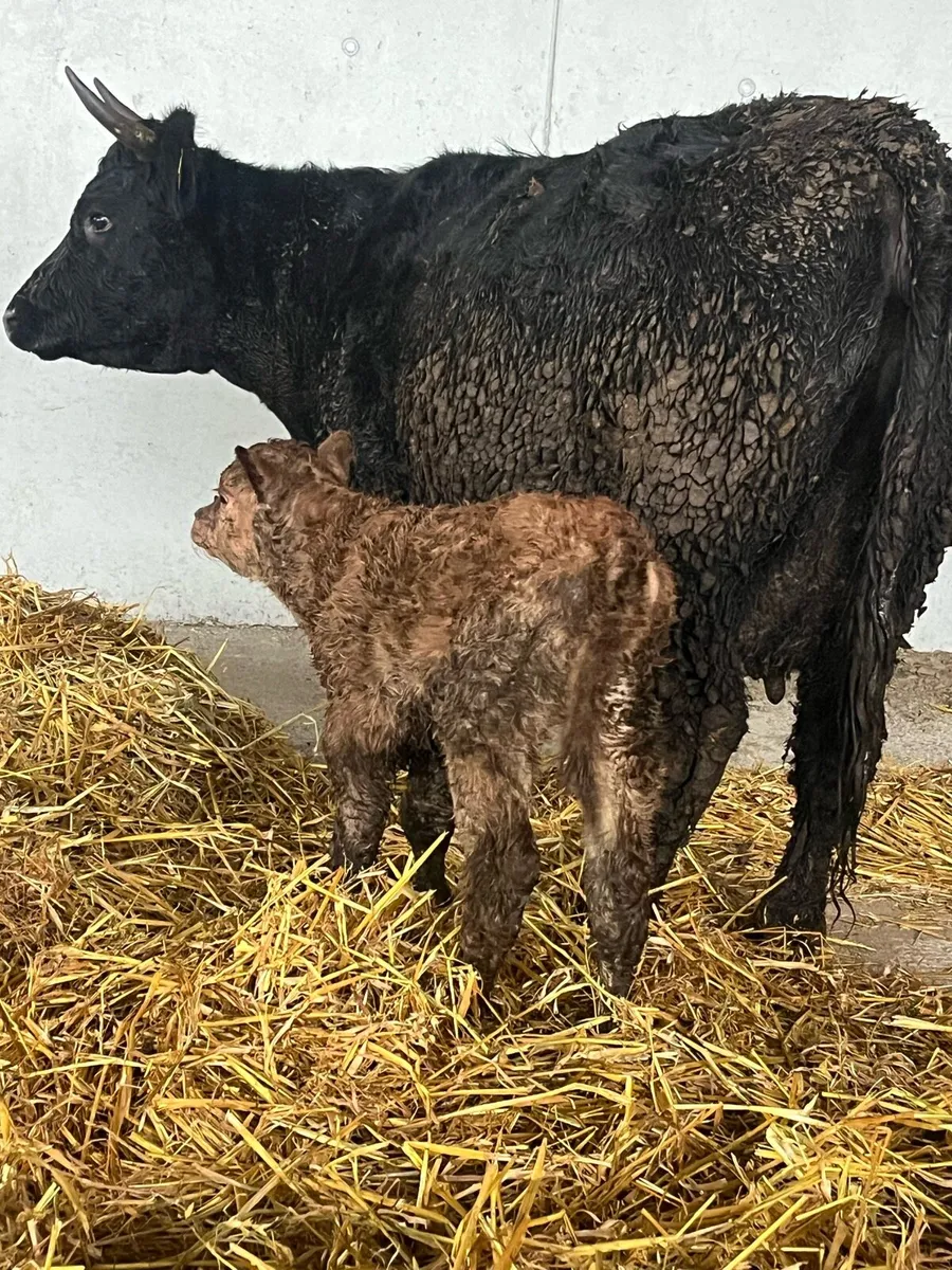 6yr old limousine cow & calf - Image 1