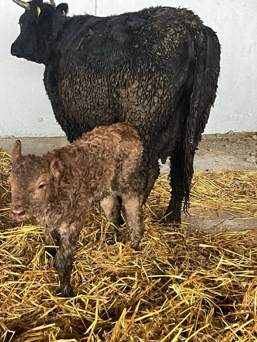 6yr old limousine cow & calf - Image 2