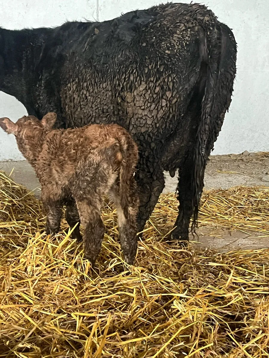 6yr old limousine cow & calf - Image 3