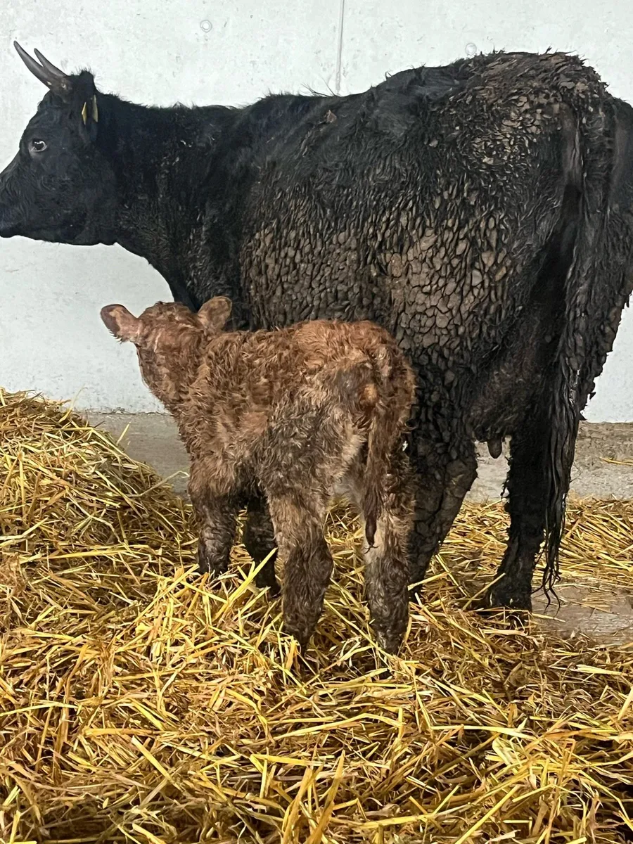 6yr old limousine cow & calf - Image 4