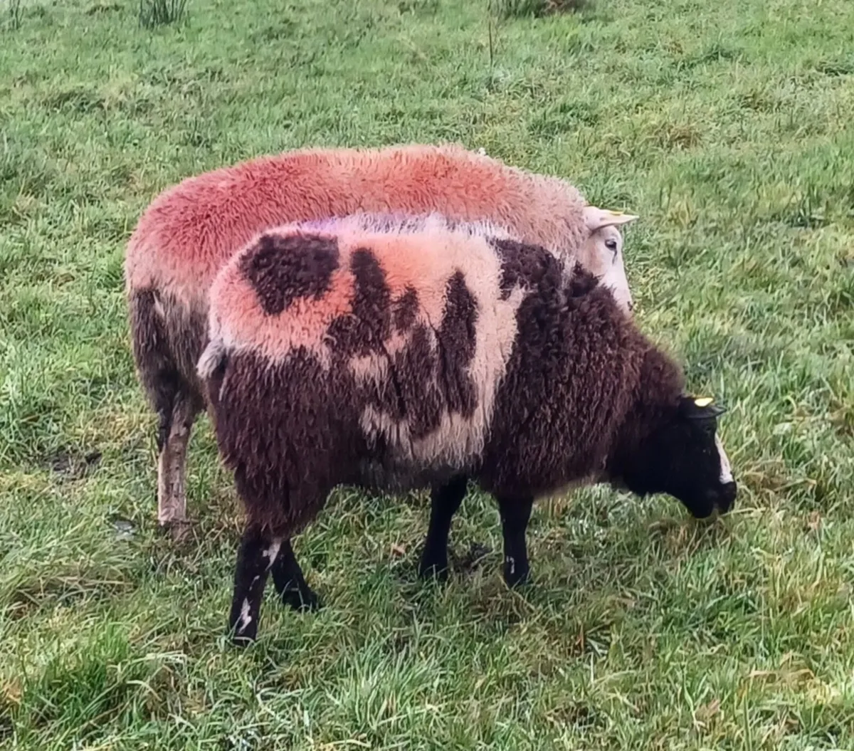 🎅✨️✨️Dutch Spotted ✨️✨️🎅 - Image 2