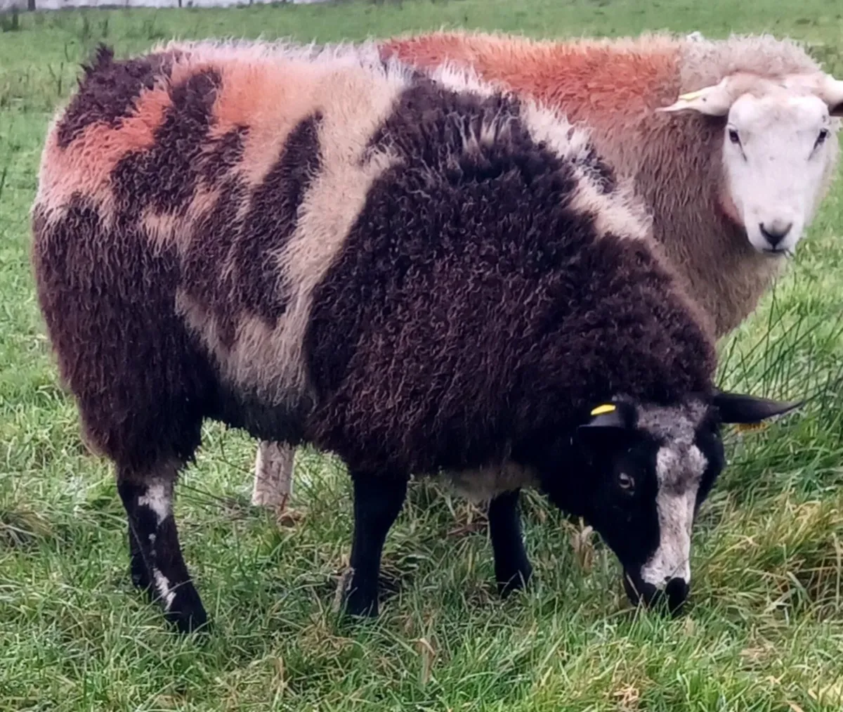 🎅✨️✨️Dutch Spotted ✨️✨️🎅 - Image 3