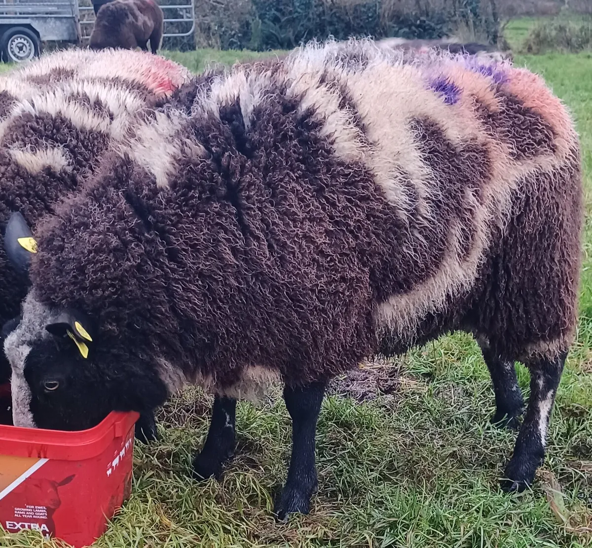 🎅✨️✨️Dutch Spotted ✨️✨️🎅 - Image 1