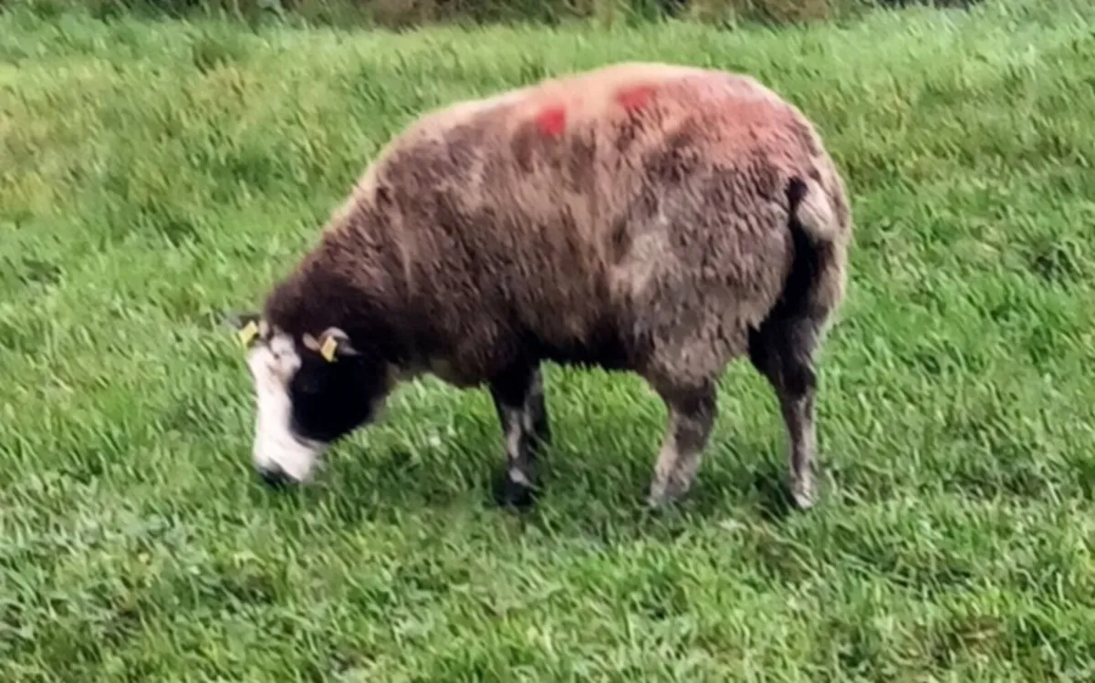 🎅✨️✨️Dutch Spotted ✨️✨️🎅 - Image 4