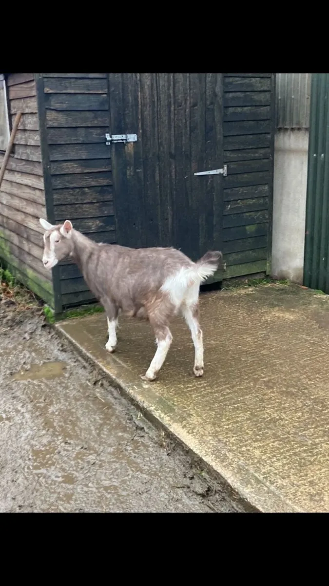 British Toggenburg Female Kid - Image 1