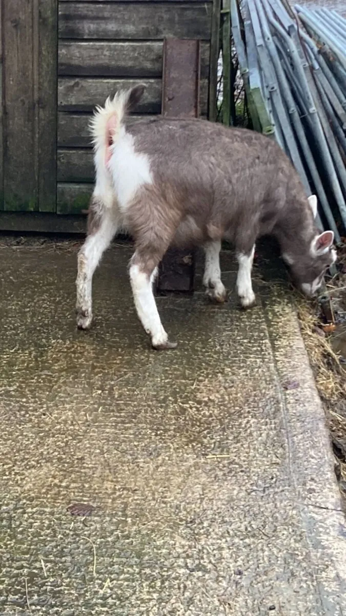 British Toggenburg Female Kid - Image 2