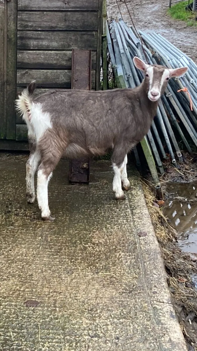 British Toggenburg Female Kid - Image 3