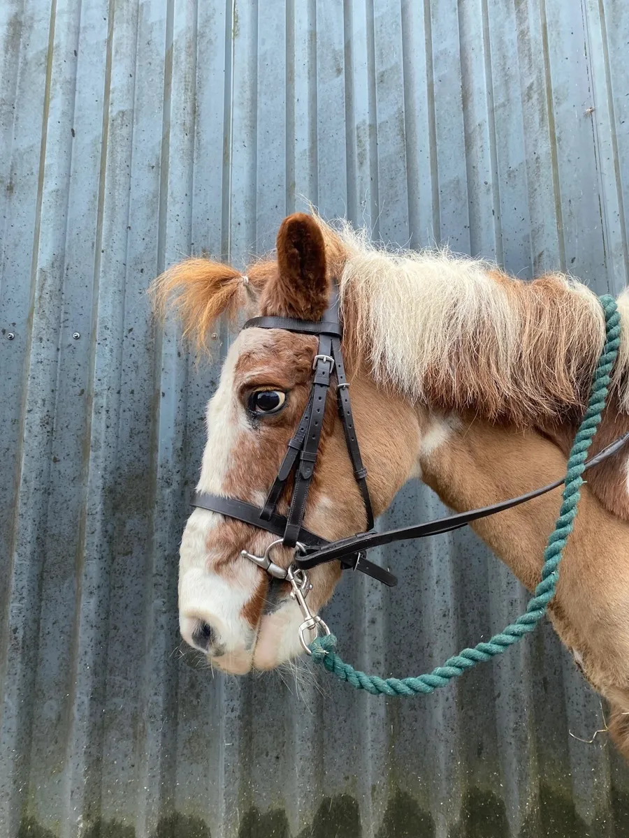 Gelding 11.3hh - Image 3