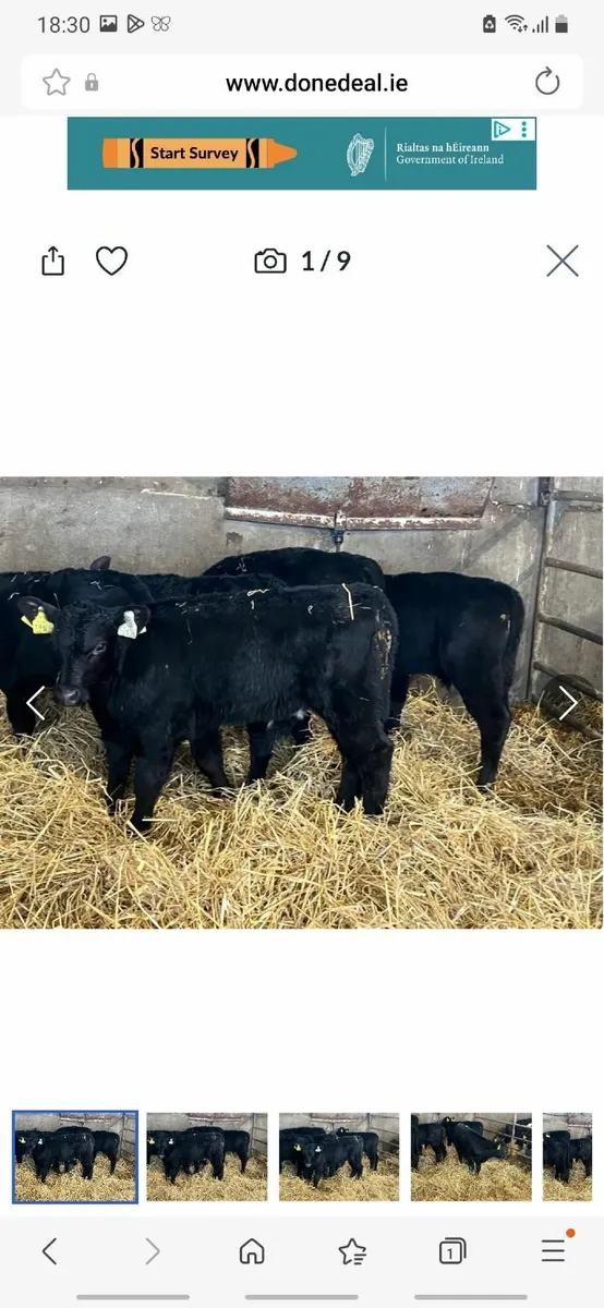 Calves for sale - Image 1