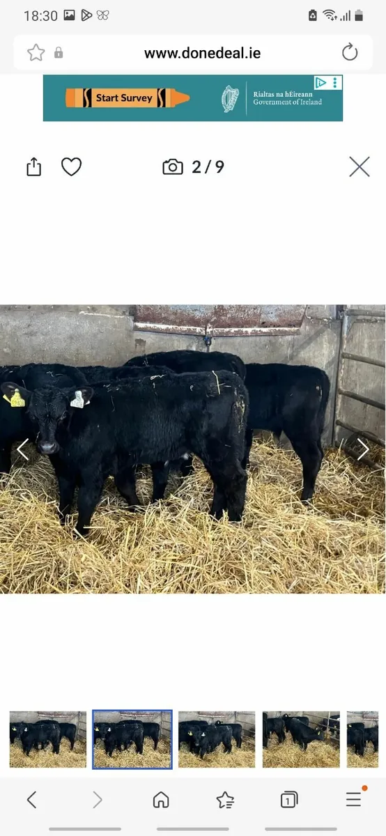 Calves for sale - Image 2