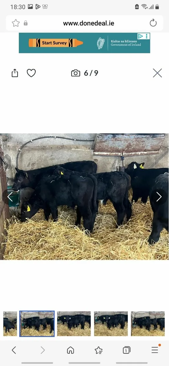 Calves for sale - Image 3