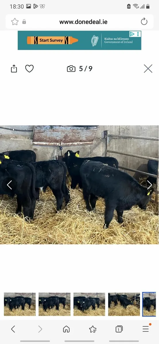 Calves for sale - Image 4