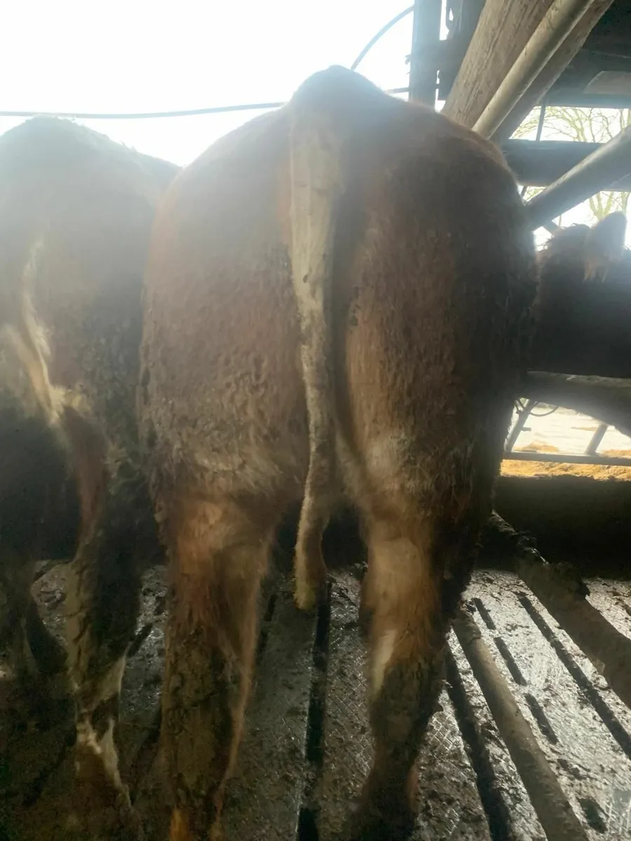 2 Roan Springer Heifers - Image 2