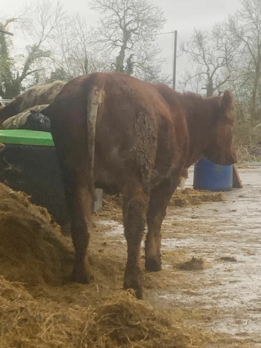 2 Roan Springer Heifers - Image 3