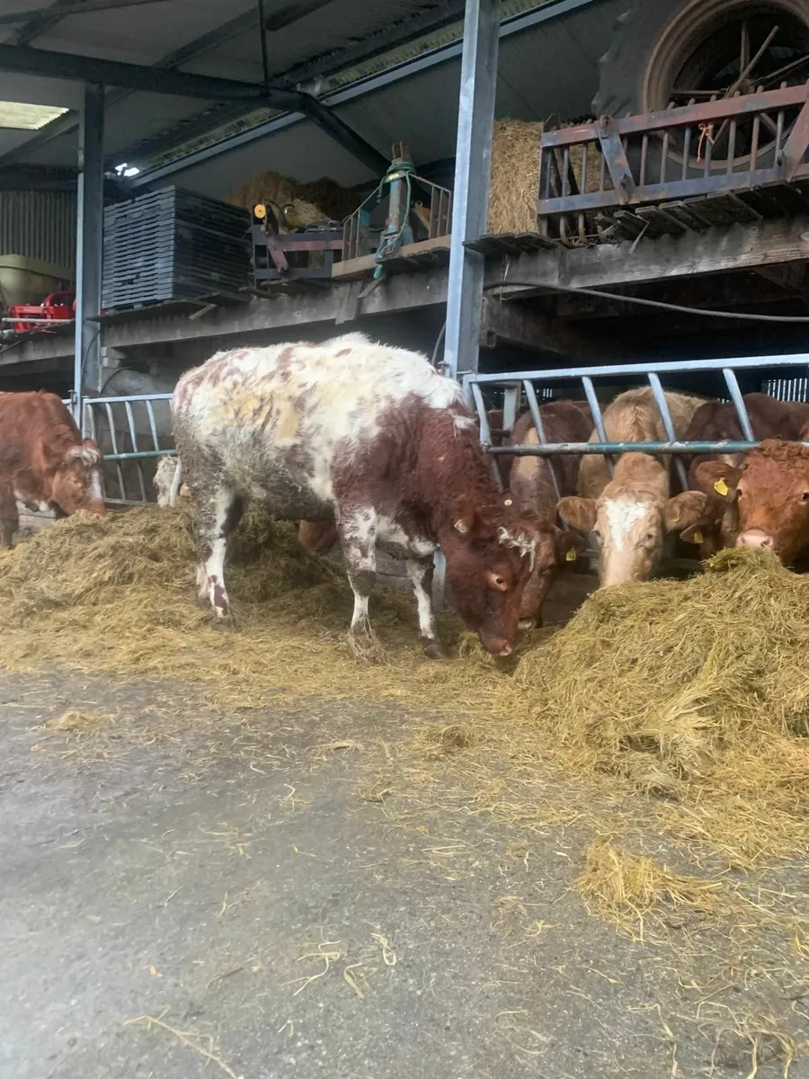 2 Roan Springer Heifers - Image 4