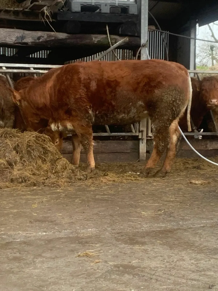 2 Roan Springer Heifers - Image 1