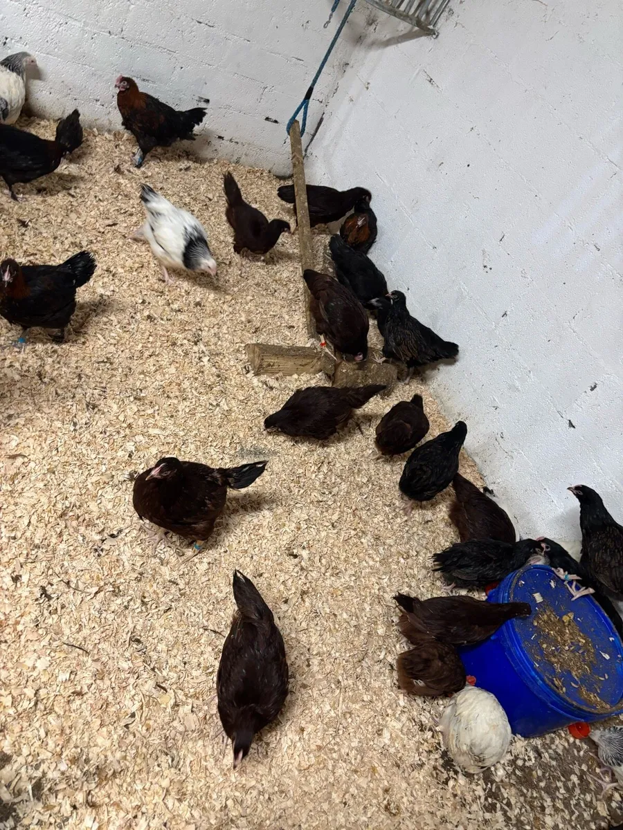 Show quality POL for breeding season - Image 1