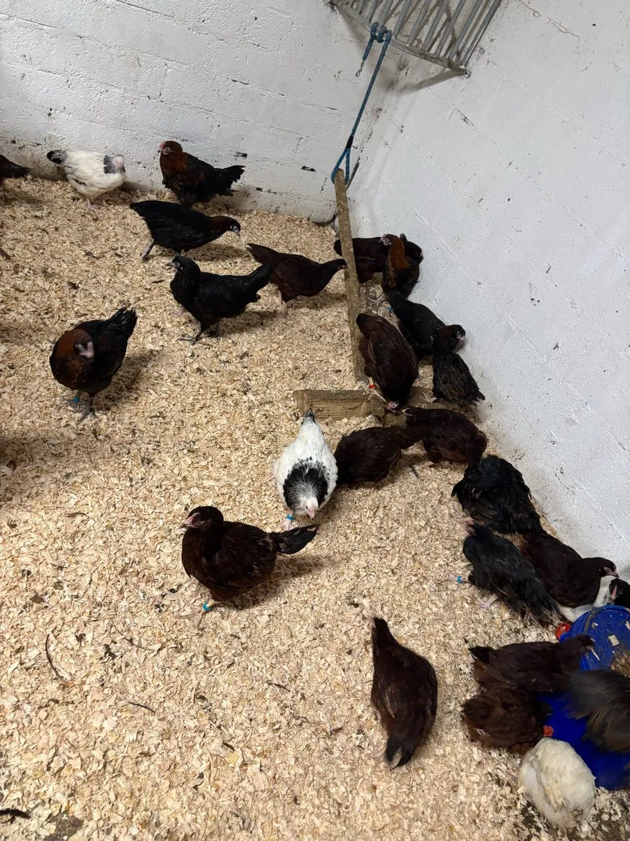 Show quality POL for breeding season - Image 2