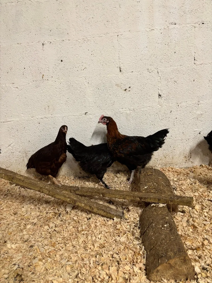 Show quality POL for breeding season - Image 3