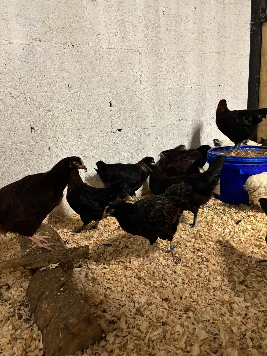 Show quality POL for breeding season - Image 4