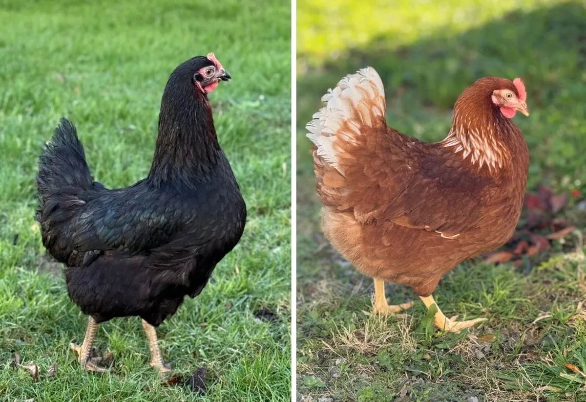 Blackrock and Rhode Island Red Hens - Point of Lay - Image 1