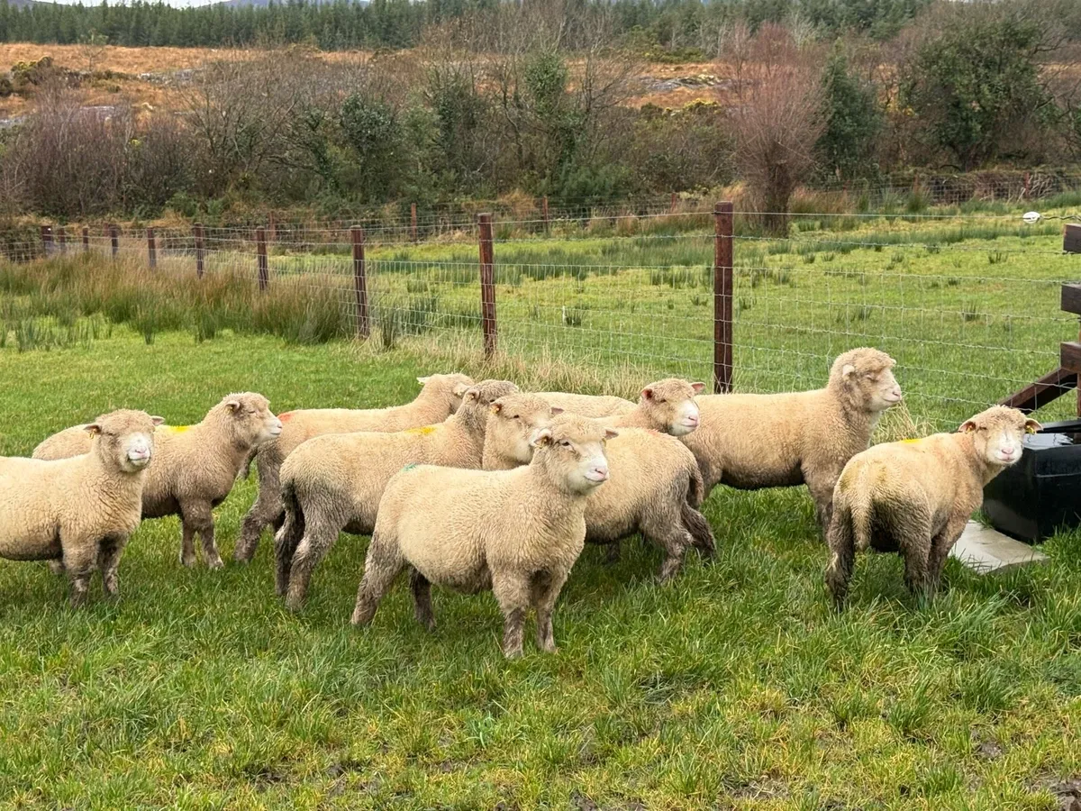 Dorset Ewe Lambs - Image 3