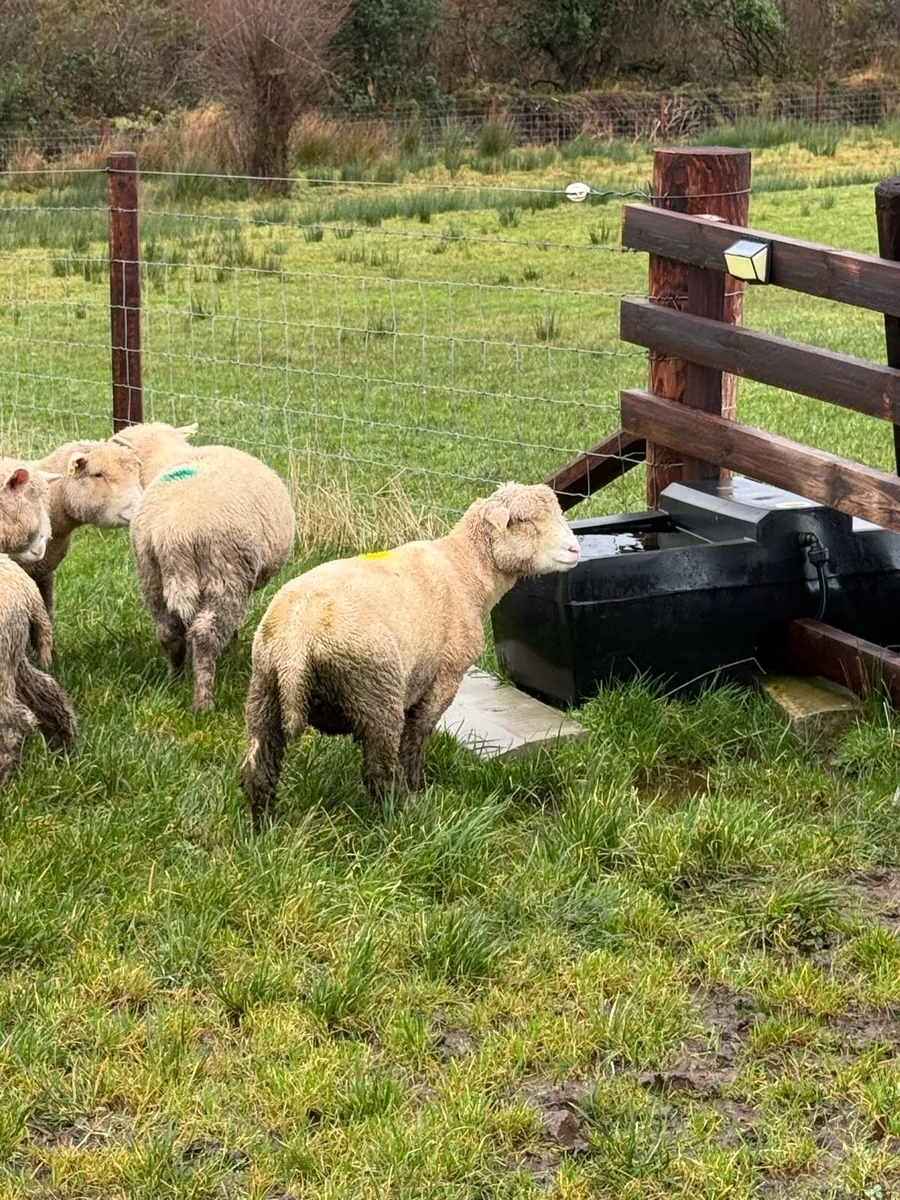 Dorset Ewe Lambs - Image 4