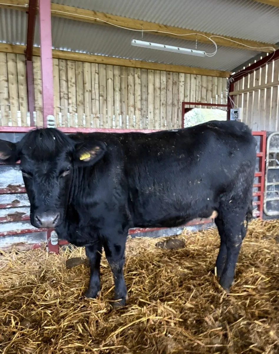 Smashing Angus springer - Image 1