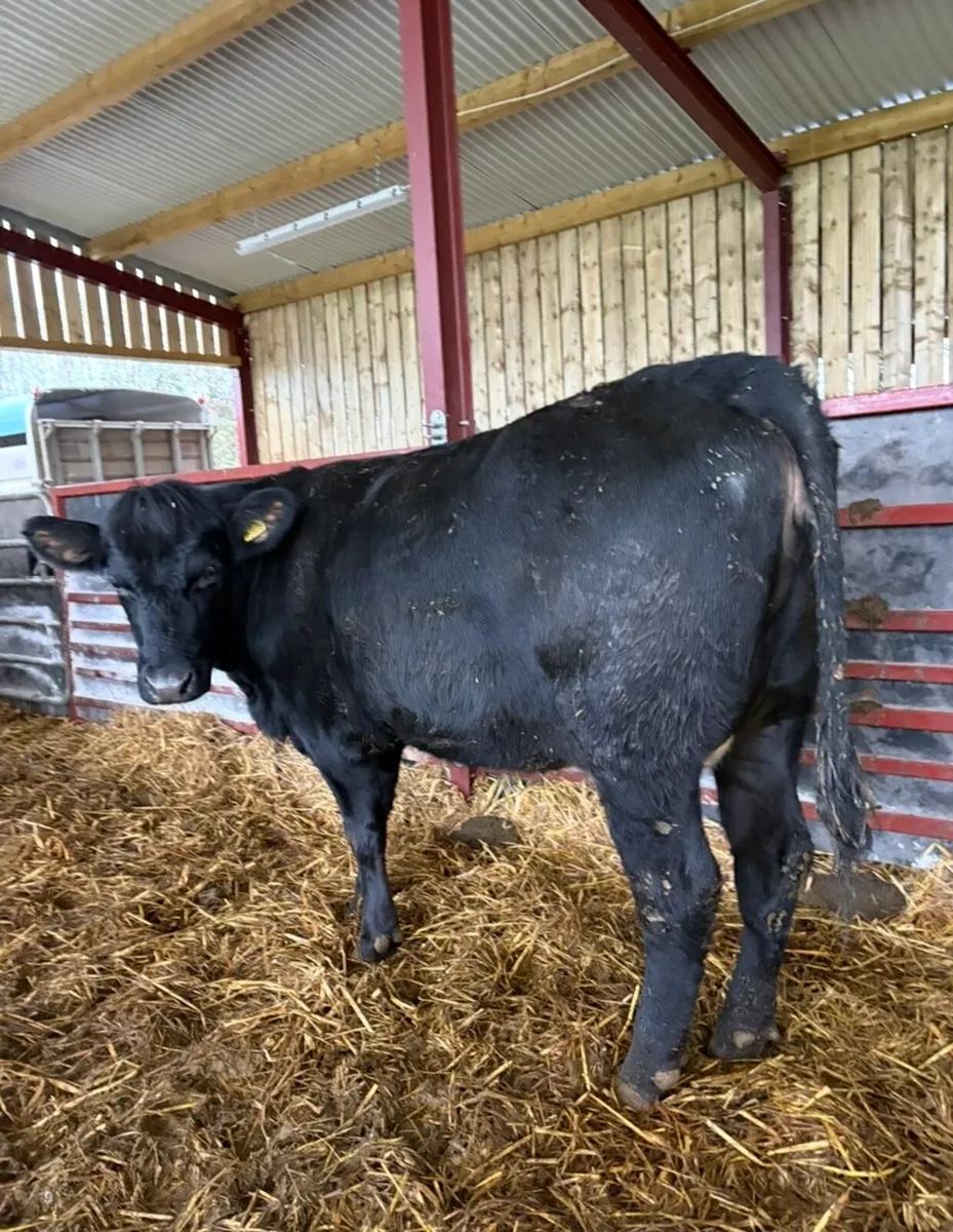 Smashing Angus springer - Image 2