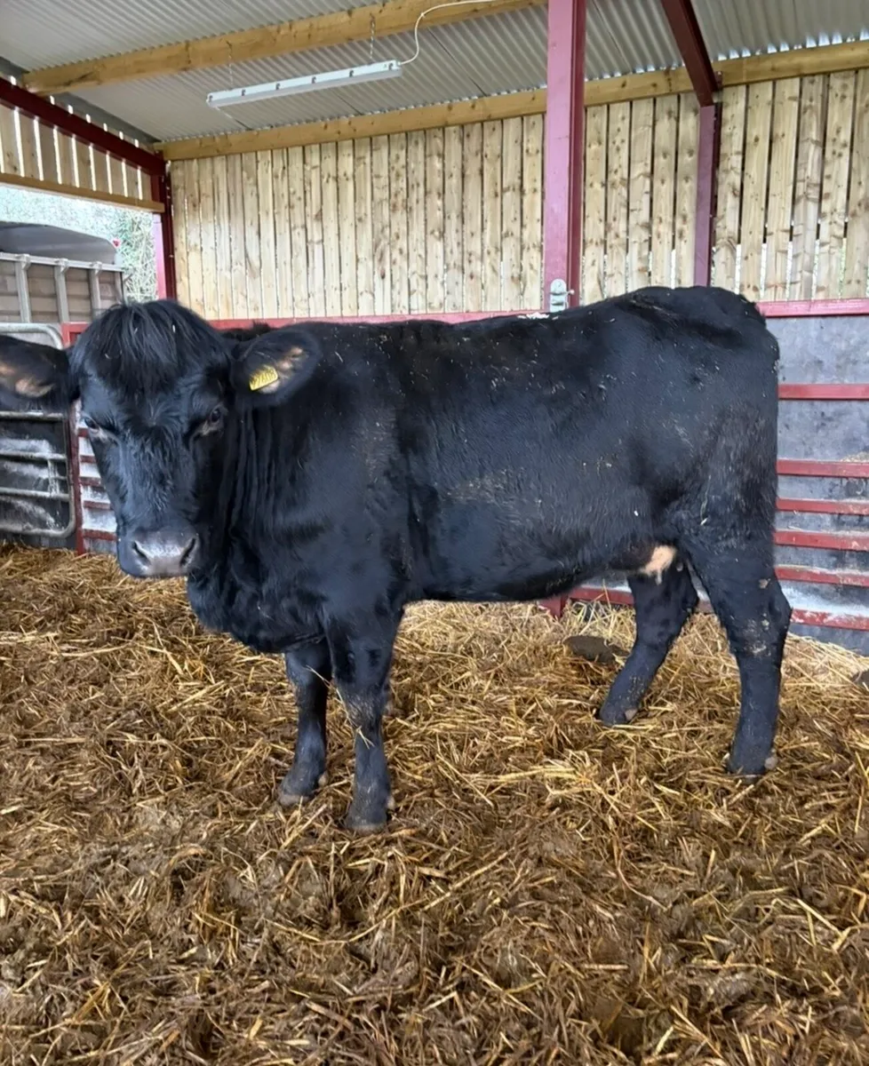 Smashing Angus springer - Image 3