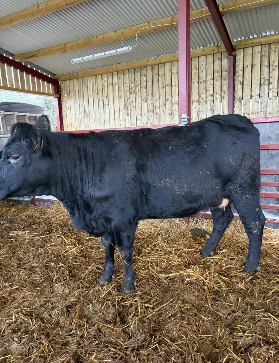 Smashing Angus springer - Image 4