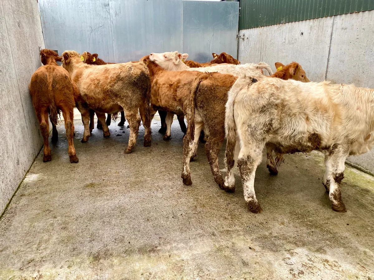 10 Cheap DONEGAL Continental Bulls - Image 3