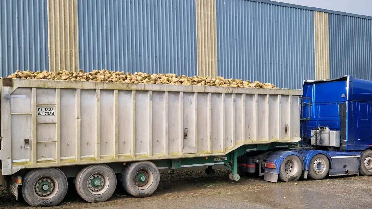 Beet silage rolled barley - Image 1