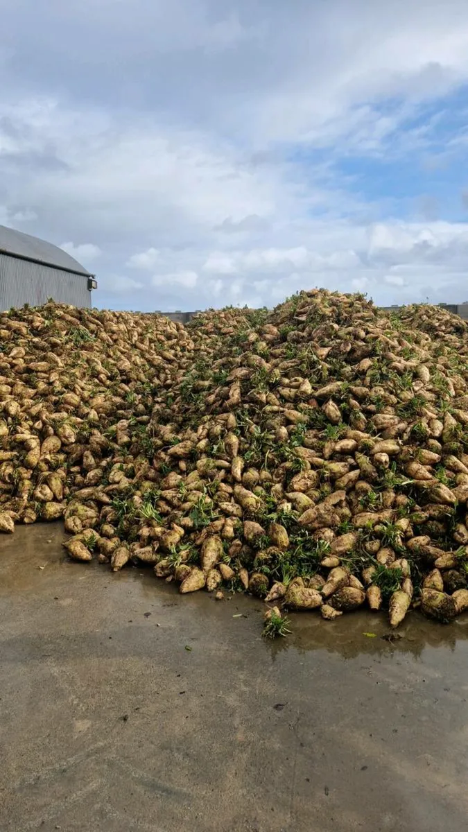 Beet silage rolled barley - Image 3