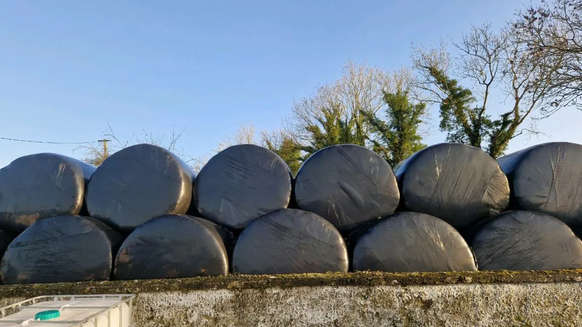 Beet silage rolled barley - Image 4