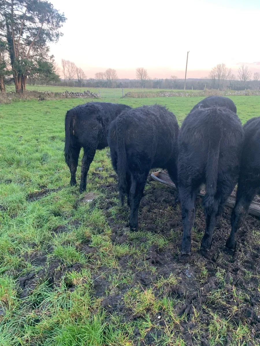 5 Super Quality AAX and HEX Heifers for sale - Image 2