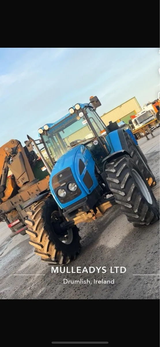 Landini gibila - Image 3