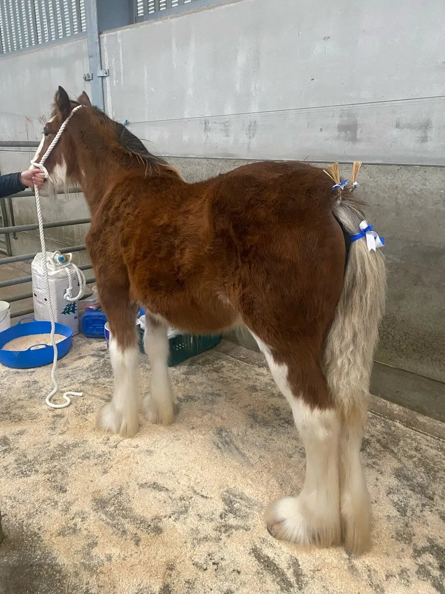 Clydesdale - Image 1