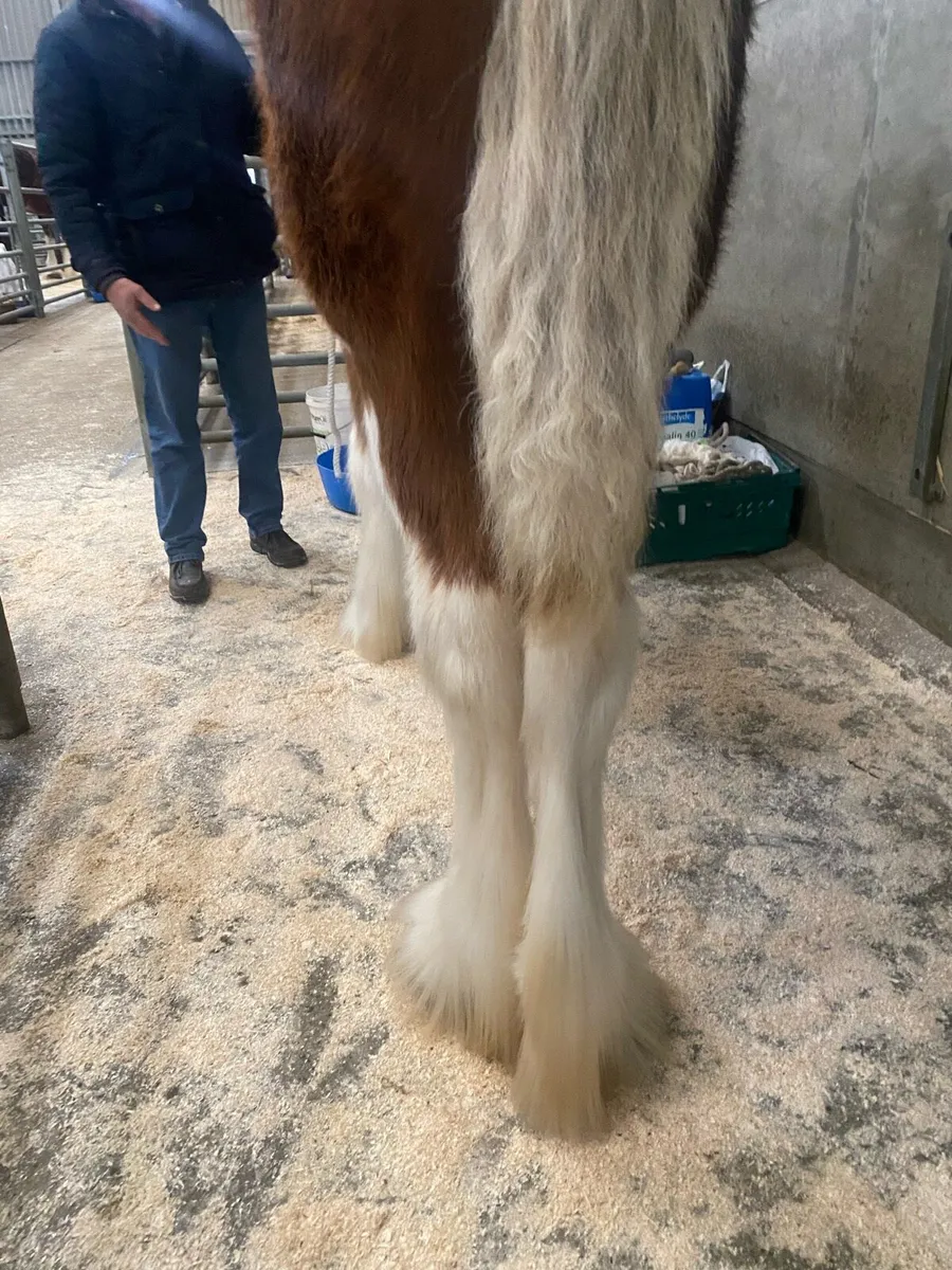 Clydesdale - Image 2