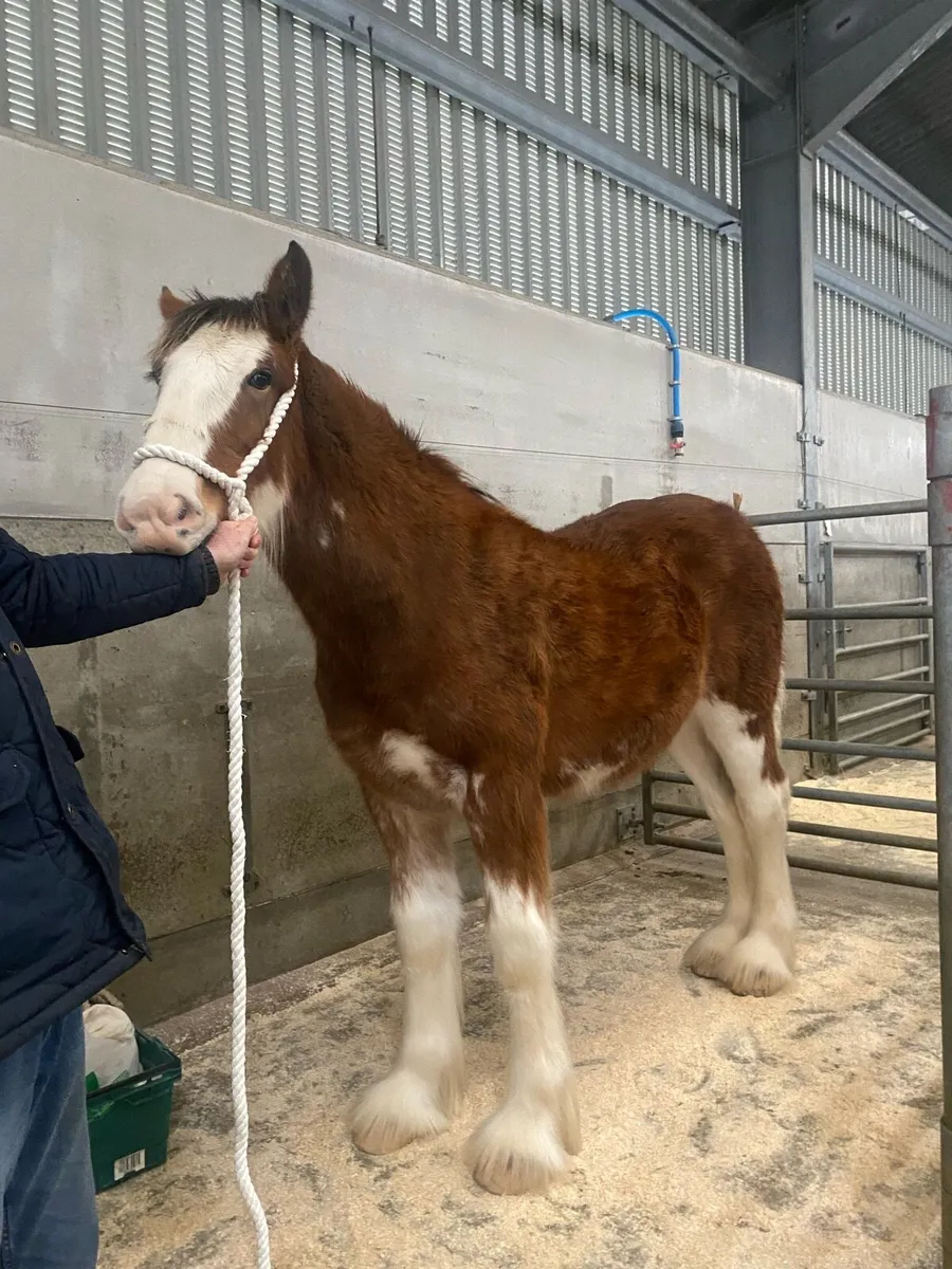 Clydesdale - Image 3