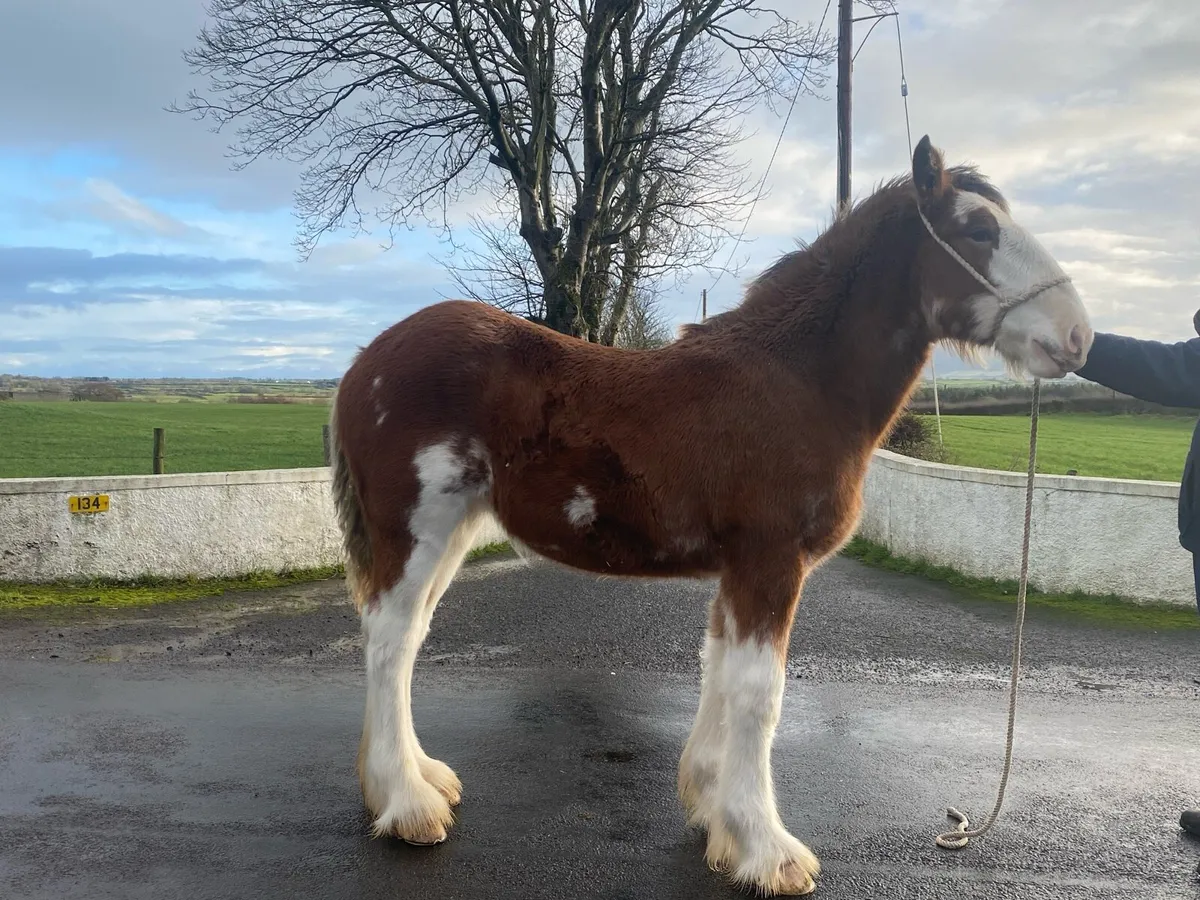 Clydesdale - Image 4