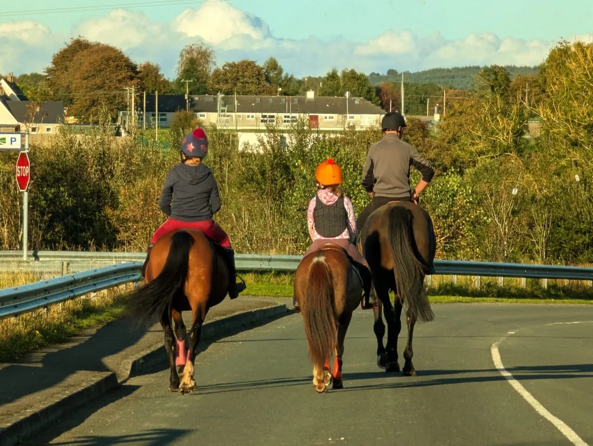 12.2hh, Strawberry Roan pony ⭐️ - Image 2